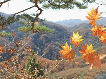 唐山二手面包车市场最新概览